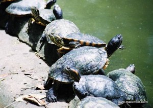 Cuban Turtles